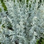 Artemisia stelleriana Feuille