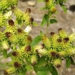 Inula conyza Flor