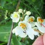 Pyrola rotundifolia Flower