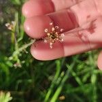 Capsella rubella Flower