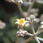 Argophyllum ellipticum Flower
