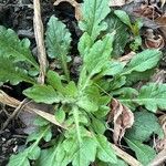 Erigeron pulchellus Leaf