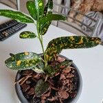 Codiaeum variegatumHoja