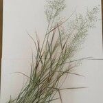 Eragrostis mexicana Ffrwyth