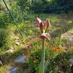 Amaryllis belladonnaFloro