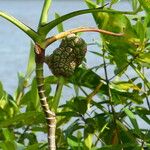 Calla palustris Fruit