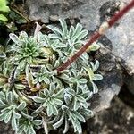 Saxifraga crustata 叶