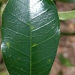 Melicope borbonica Leaf