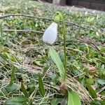 Galanthus woronowii Kvet