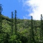 Araucaria biramulata Habit