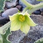 Citrullus colocynthis Flower