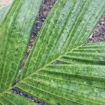 Pinanga coronata Leaf