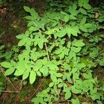 Lonicera caerulea Folha