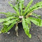 Asplenium nidus Leaf