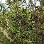 Juniperus phoenicea Fruct