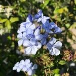 Plumbago auriculataКвітка