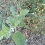 Solanum nigrum Blad