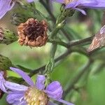 Symphyotrichum cordifolium Плід