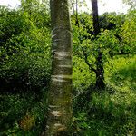 Betula maximowicziana 樹皮