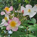 Rosa setigera फूल