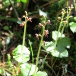 Neottia cordata Habit