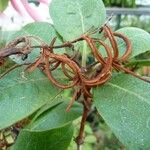 Rhododendron armitii Frukt