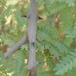 Prosopis cineraria Bark