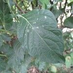 Hypoestes aristata Leaf