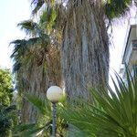 Washingtonia filifera Хабит