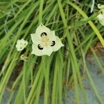 Dietes bicolor പുഷ്പം