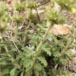 Sideritis endressii Лист