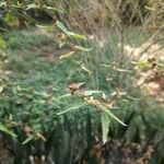 Heimia salicifolia Otro