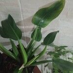 Philodendron martianum Hoja