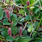 Salix reticulata Blatt