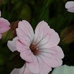 Gypsophila vaccaria Blomma