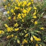 Genista lobelii Ліст