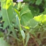 Silene apetala Habit