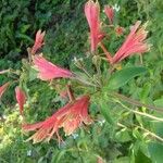 Alstroemeria psittacina Žiedas