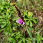 Romulea congoensis 花