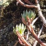 Petrosedum forsterianum Hoja