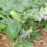 Scutellaria ovata Leaf