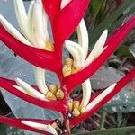 Heliconia farinosa Квітка