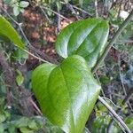 Smilax rotundifolia Leaf