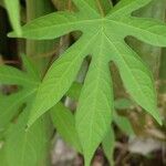 Merremia tuberosa Blad