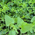 Patellifolia procumbens List