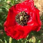 Papaver rhoeas Flower