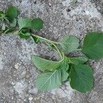 Amaranthus blitum Habit