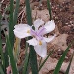 Dietes iridioides ফুল