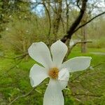 Magnolia salicifolia Цветок