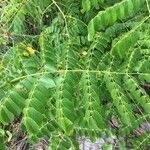 Caesalpinia bonduc برگ